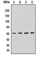 ATG14 Antibody