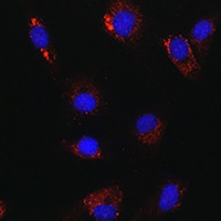 ATG14 Antibody