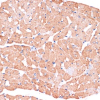 Dishevelled 2 Rabbit Polyclonal Antibody