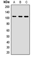 NEDD4L Antibody