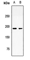 Ninein Rabbit Polyclonal Antibody