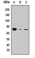 Synip Rabbit Polyclonal Antibody