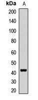 GTF3A Rabbit Polyclonal Antibody