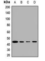 MAT2A Rabbit Polyclonal Antibody