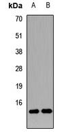 Neurogranin Rabbit Polyclonal Antibody