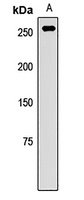 PATJ Rabbit Polyclonal Antibody