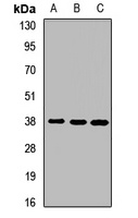 CDC42EP3 Rabbit Polyclonal Antibody
