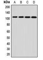 PCDHA12 Rabbit Polyclonal Antibody