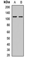 Herc3 Antibody