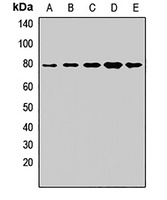 GNE Rabbit Polyclonal Antibody