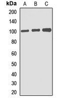 Gephyrin Rabbit Polyclonal Antibody