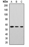 Cytochrome P450 46A1 Rabbit Polyclonal Antibody