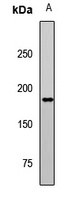 Erbin Rabbit Polyclonal Antibody