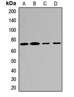 MTMR2 Rabbit Polyclonal Antibody