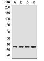 EBP2 Antibody