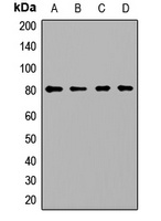 PCCA Rabbit Polyclonal Antibody
