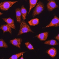 IMPDH1 Antibody