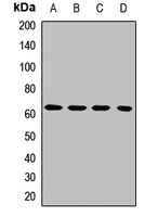USP39 Rabbit Polyclonal Antibody