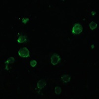 NOXA Antibody