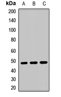 MTERFD1 Rabbit Polyclonal Antibody