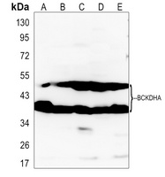 BCKDHA Antibody