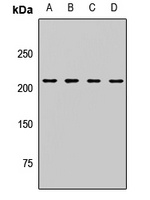 MYO5A Rabbit Polyclonal Antibody