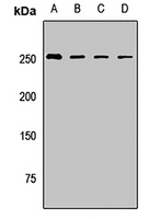 BAZ1A Rabbit Polyclonal Antibody
