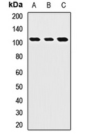 ROBO4 Rabbit Polyclonal Antibody