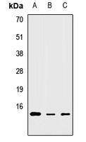 MRPS6 Rabbit Polyclonal Antibody