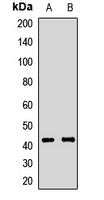 ATP1B2 Rabbit Polyclonal Antibody