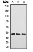 NAGA Rabbit Polyclonal Antibody