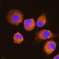 NAGA Rabbit Polyclonal Antibody