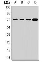 SLC2A13 Rabbit Polyclonal Antibody