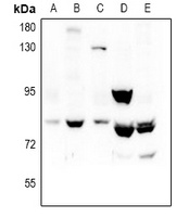 REPS1 Rabbit Polyclonal Antibody