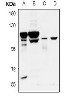 GPR115 Rabbit Polyclonal Antibody