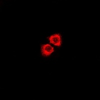 GPR115 Rabbit Polyclonal Antibody