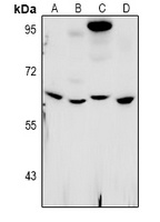 WEE2 Rabbit Polyclonal Antibody