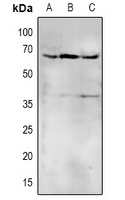 CD172a/b Rabbit Polyclonal Antibody