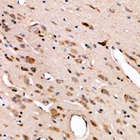 CD172a/b Rabbit Polyclonal Antibody