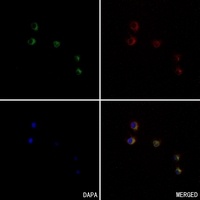 CD172a/b Rabbit Polyclonal Antibody