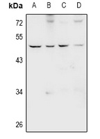 GPR66 Rabbit Polyclonal Antibody