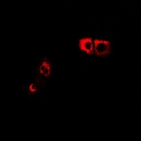 GPR66 Rabbit Polyclonal Antibody