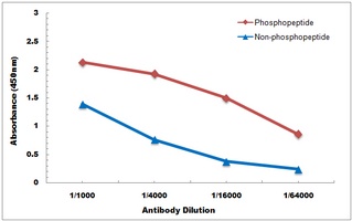 MNK2 (Phospho-T249) Antibody