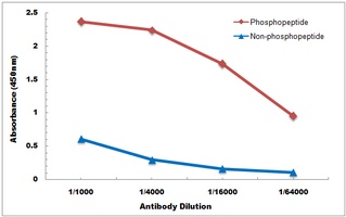 LAT (Phospho-Y161) Antibody