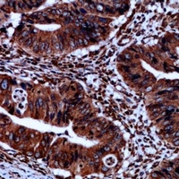 iNOS (Phospho-Y151) Antibody