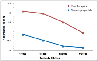 iNOS (Phospho-Y151) Antibody