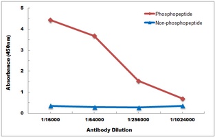 SMAD4 (Phospho-T276) Antibody