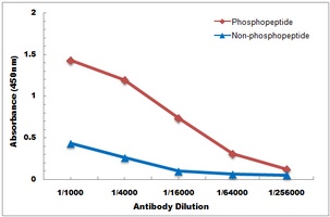 OTUB1 (Phospho-S187) Antibody
