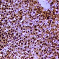 RXR alpha (Phospho-S260) Antibody