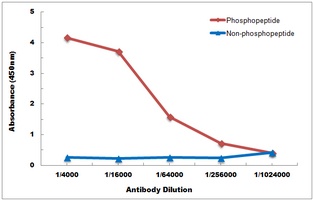TAB1 (Phospho-S438) Antibody